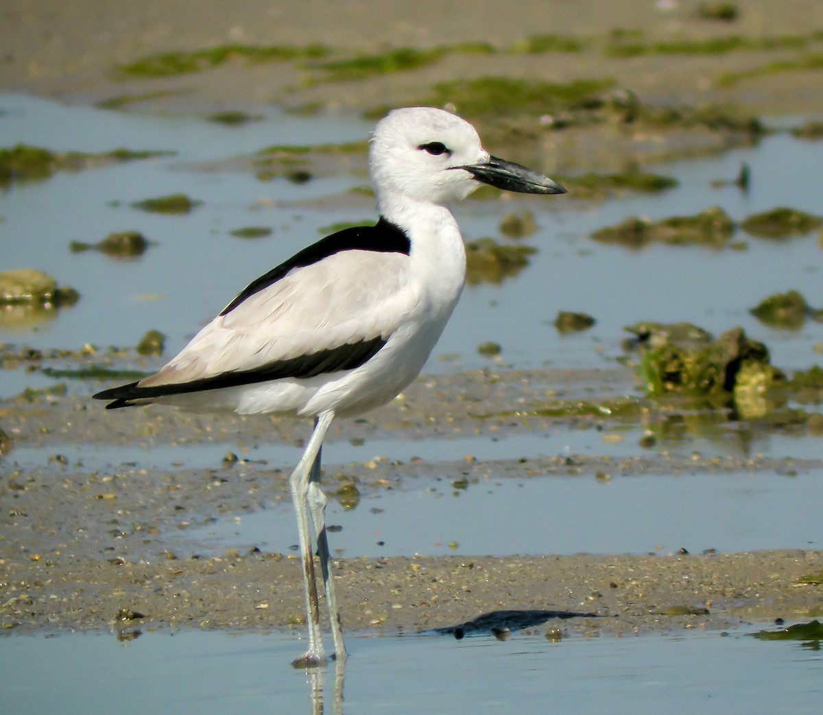 Crab-Plover - ML646652848