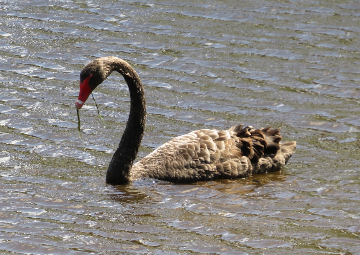 Black Swan - ML646652849