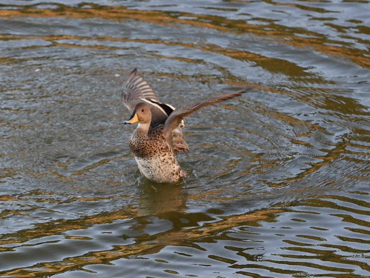 Yellow-billed Pintail - ML646652863