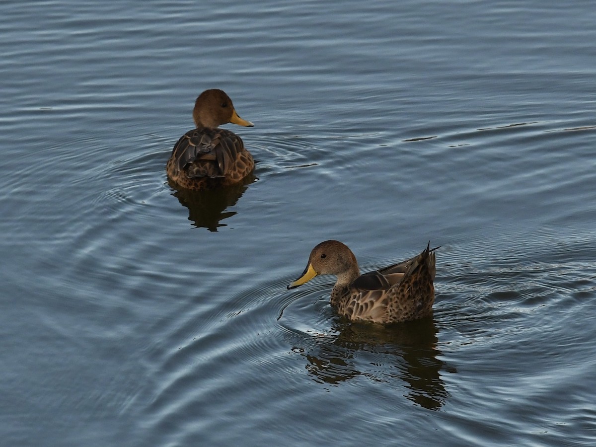 Yellow-billed Pintail - ML646652864