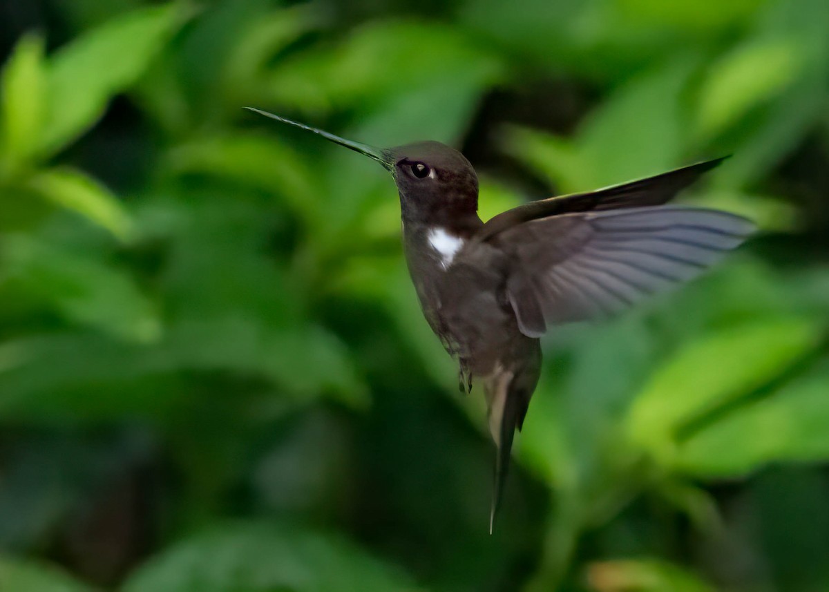 Inca Pardo - ML646652865