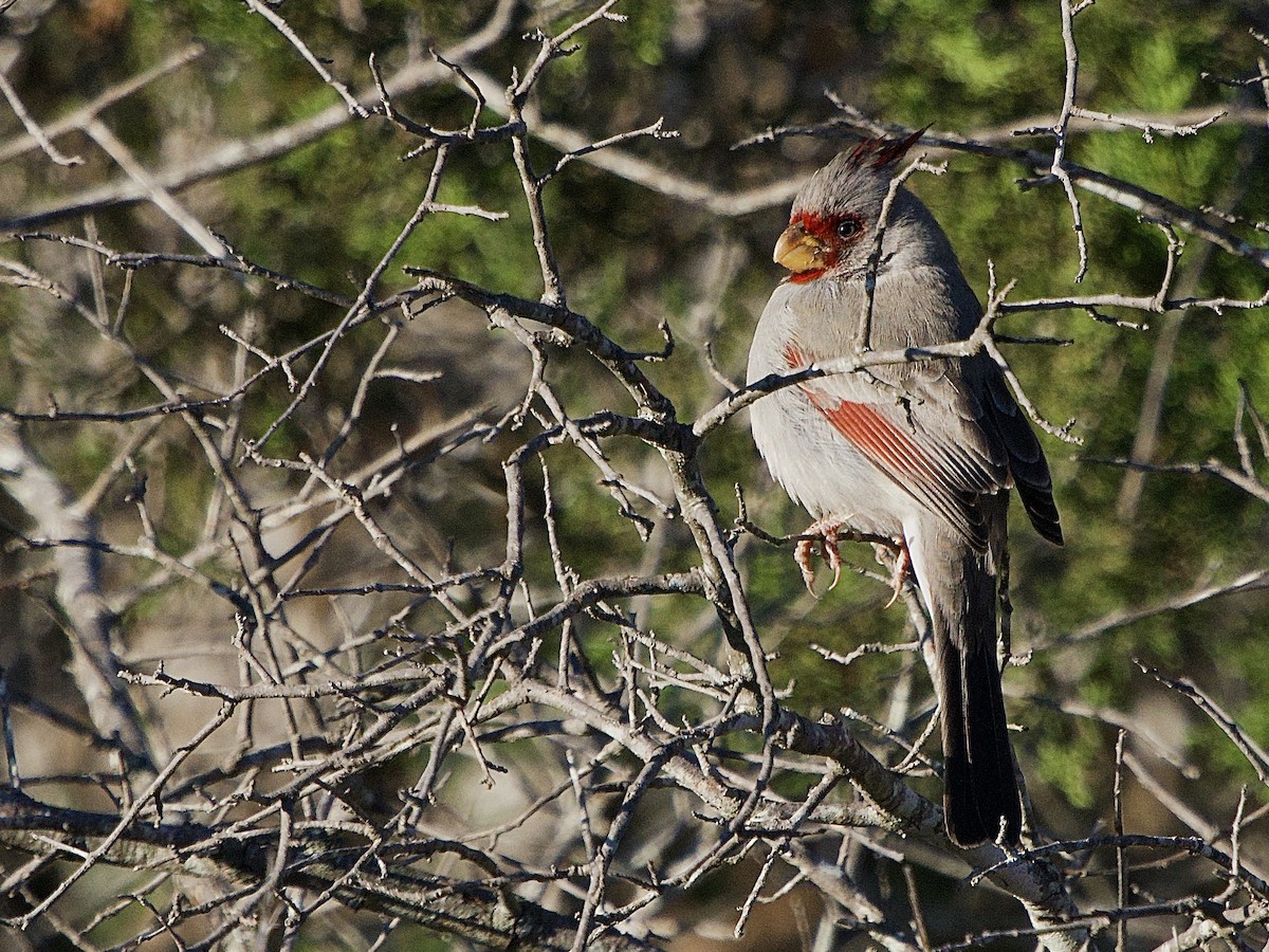Pyrrhuloxia - ML646652866