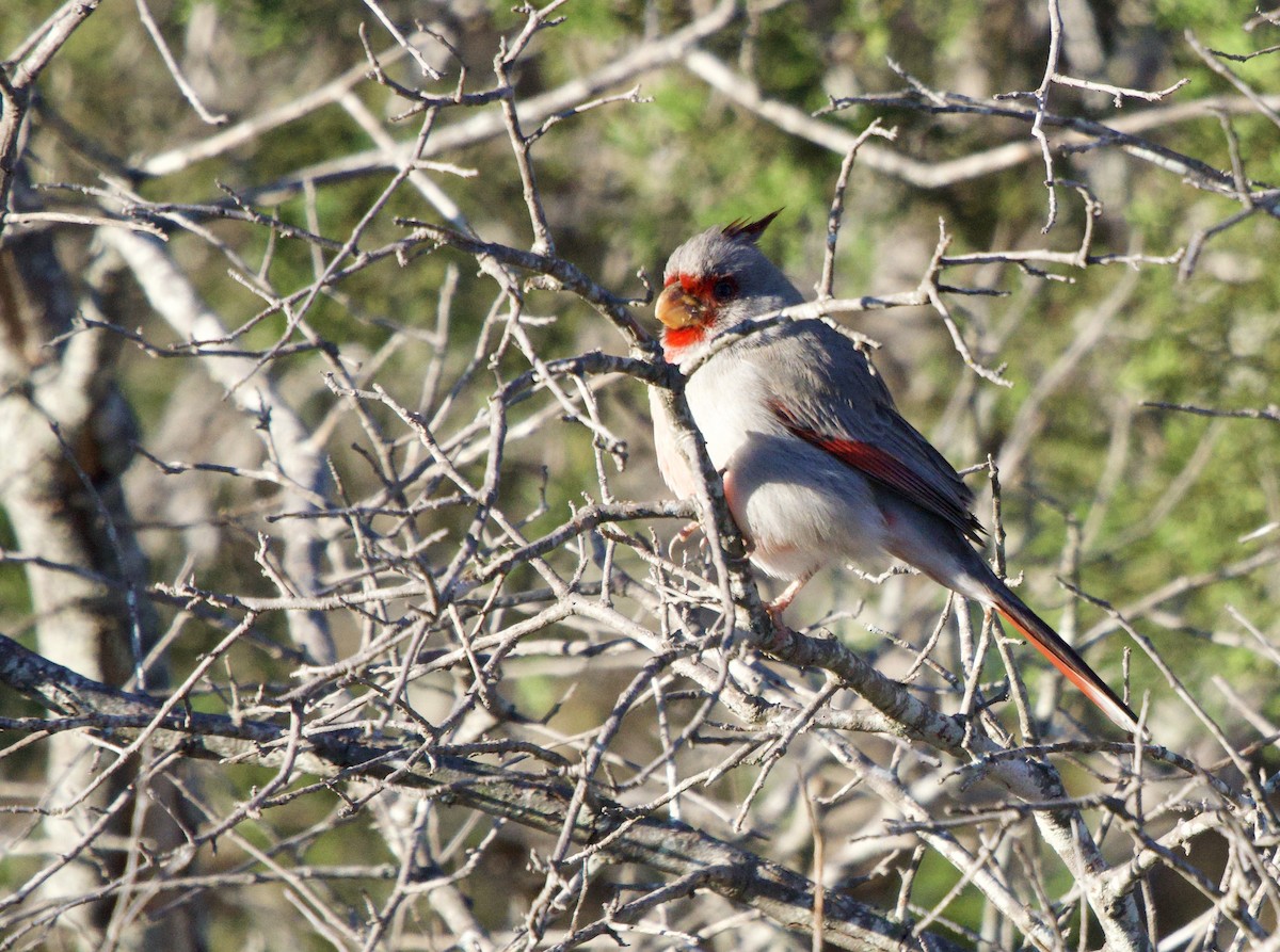 Pyrrhuloxia - ML646652867