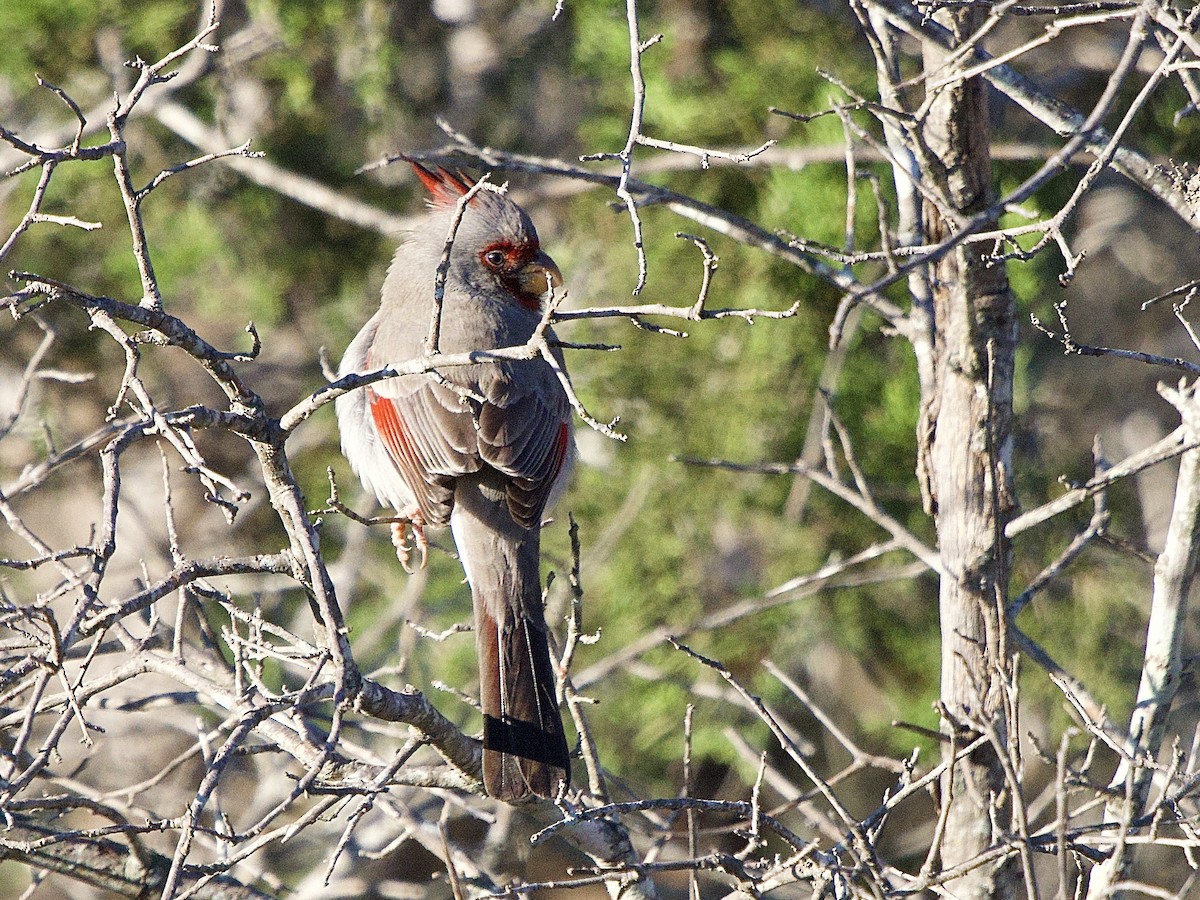 Pyrrhuloxia - ML646652868