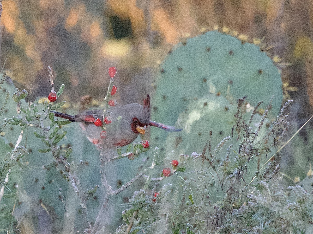 Pyrrhuloxia - ML646652869