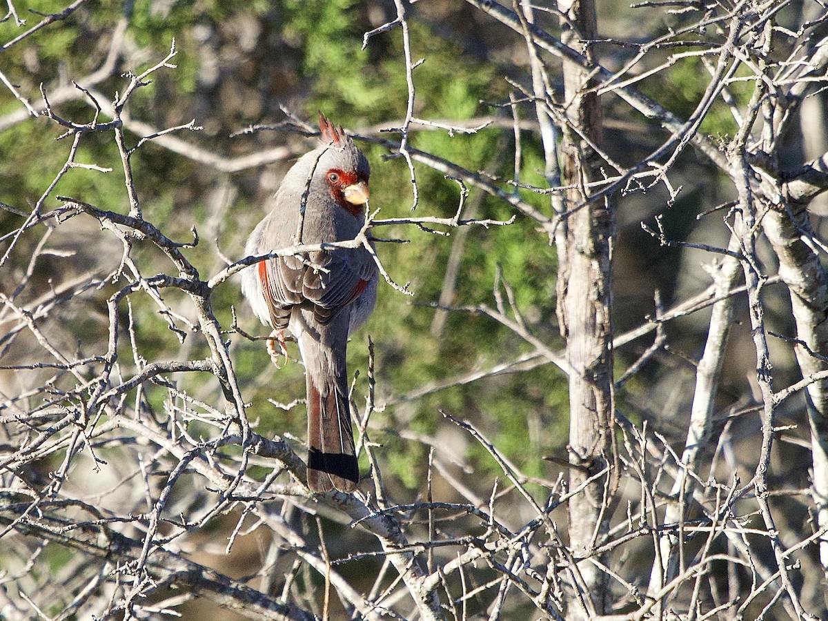 Pyrrhuloxia - ML646652870