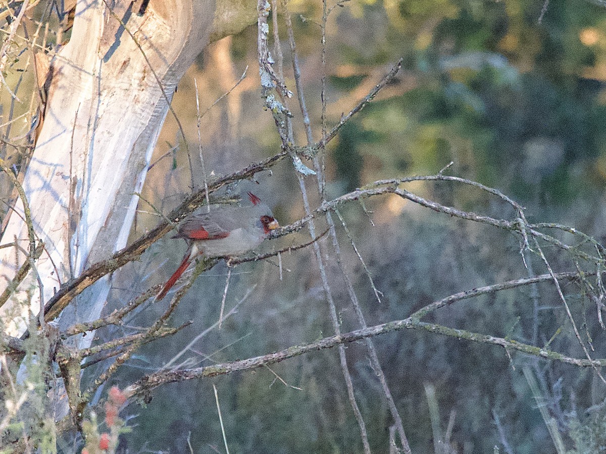 Pyrrhuloxia - ML646652871