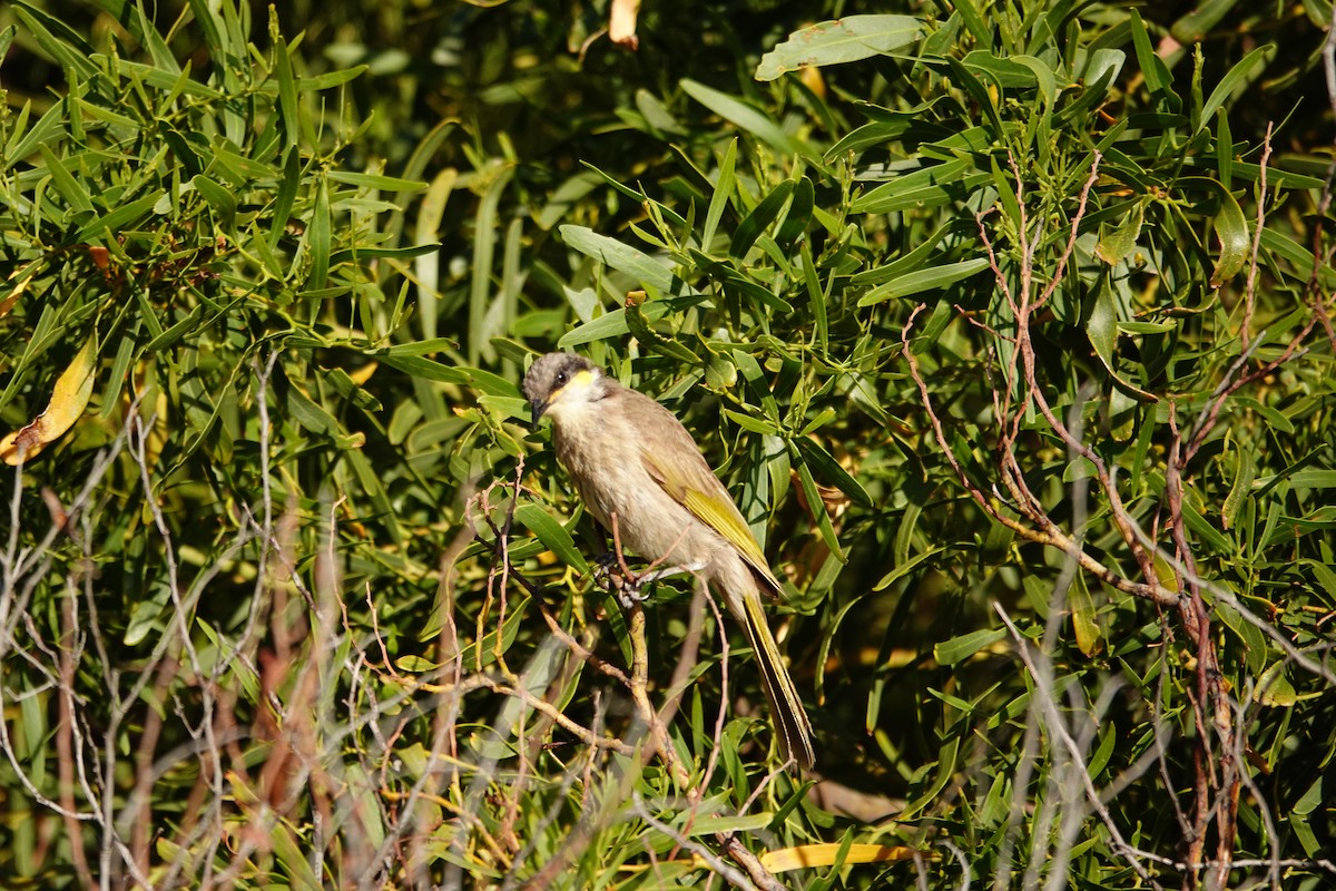 Медник жовтокрилий - ML646652872