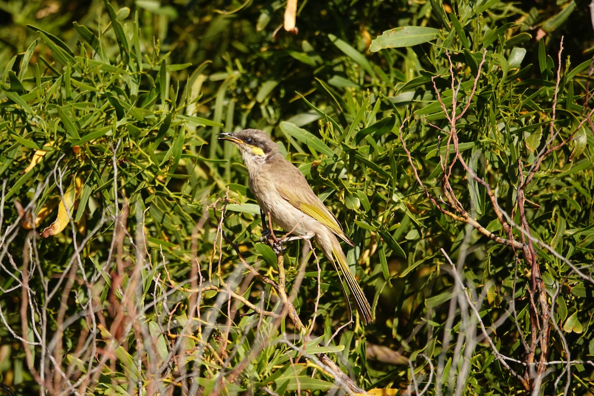 Медник жовтокрилий - ML646652873