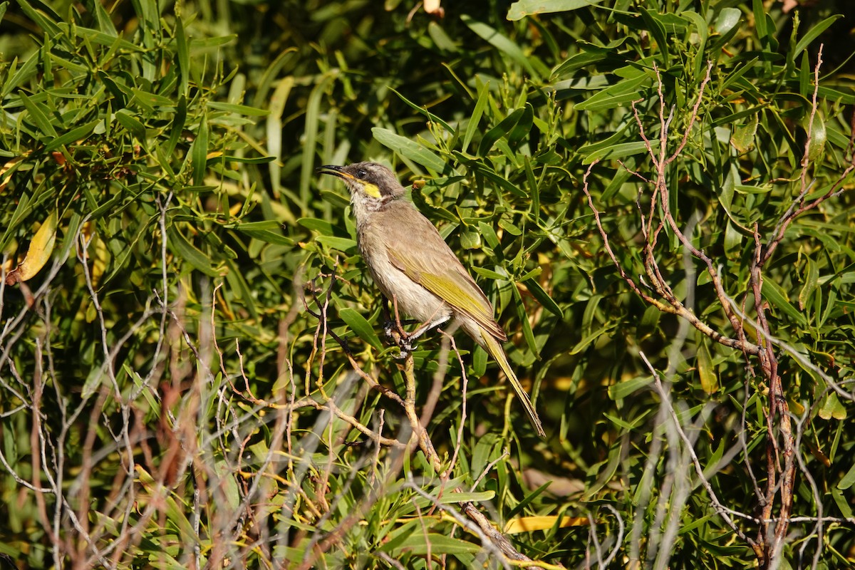 Медник жовтокрилий - ML646652874