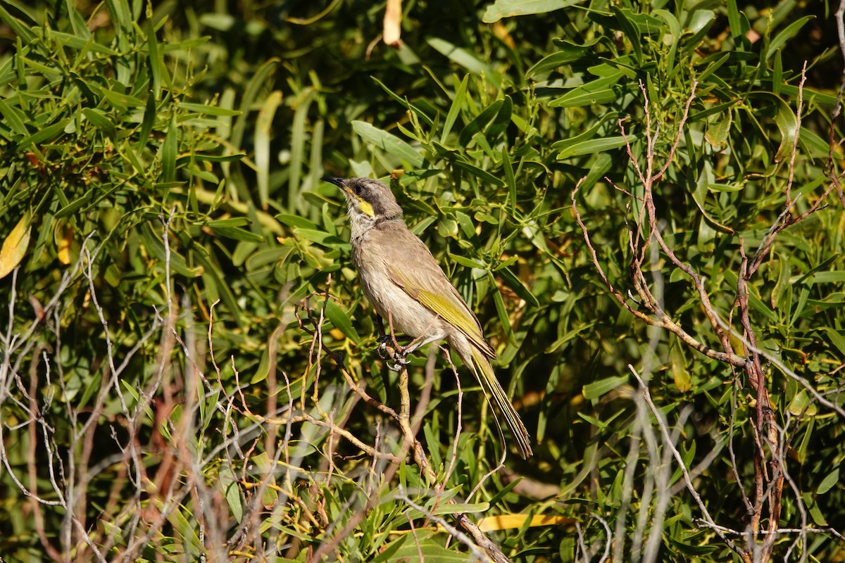 Медник жовтокрилий - ML646652875