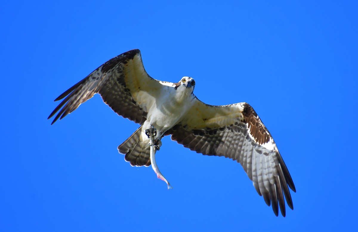 Osprey - ML646652878