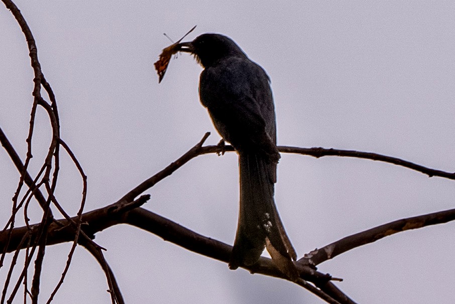 דרונגו שחור - ML646652879