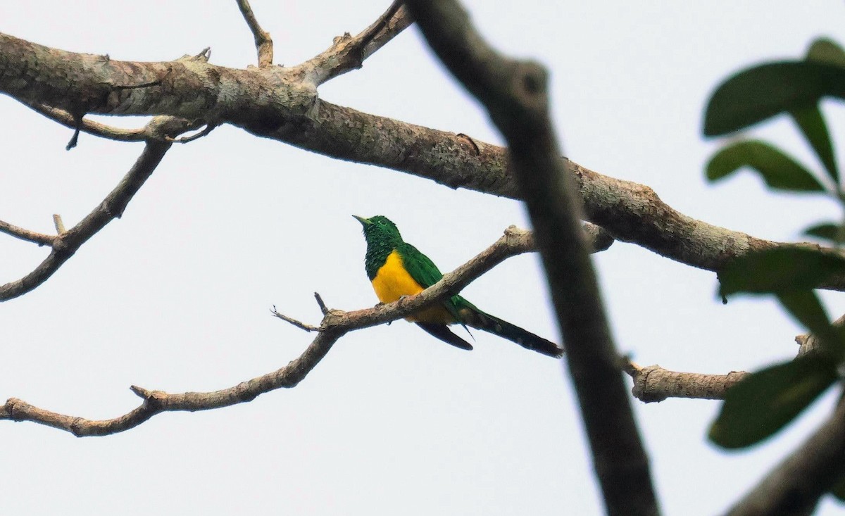 Желтобрюхая кукушка - ML646652880