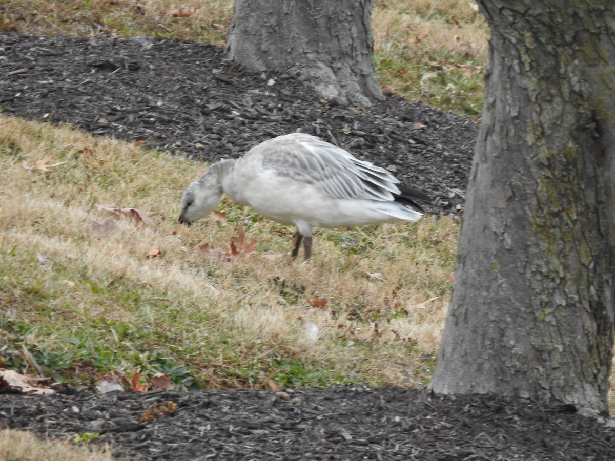 Snow Goose - ML646652881