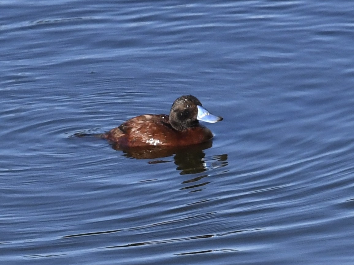 Lake Duck - ML646652882