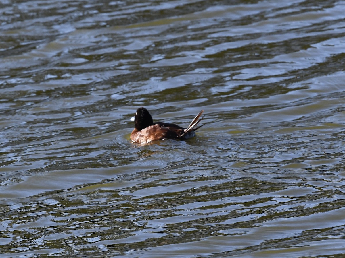 Lake Duck - ML646652883