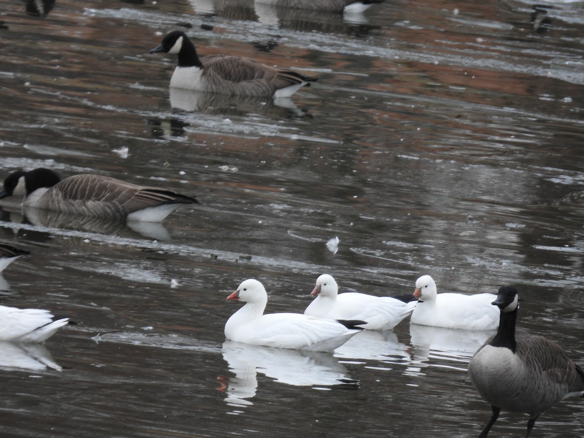 Ross's Goose - ML646652884