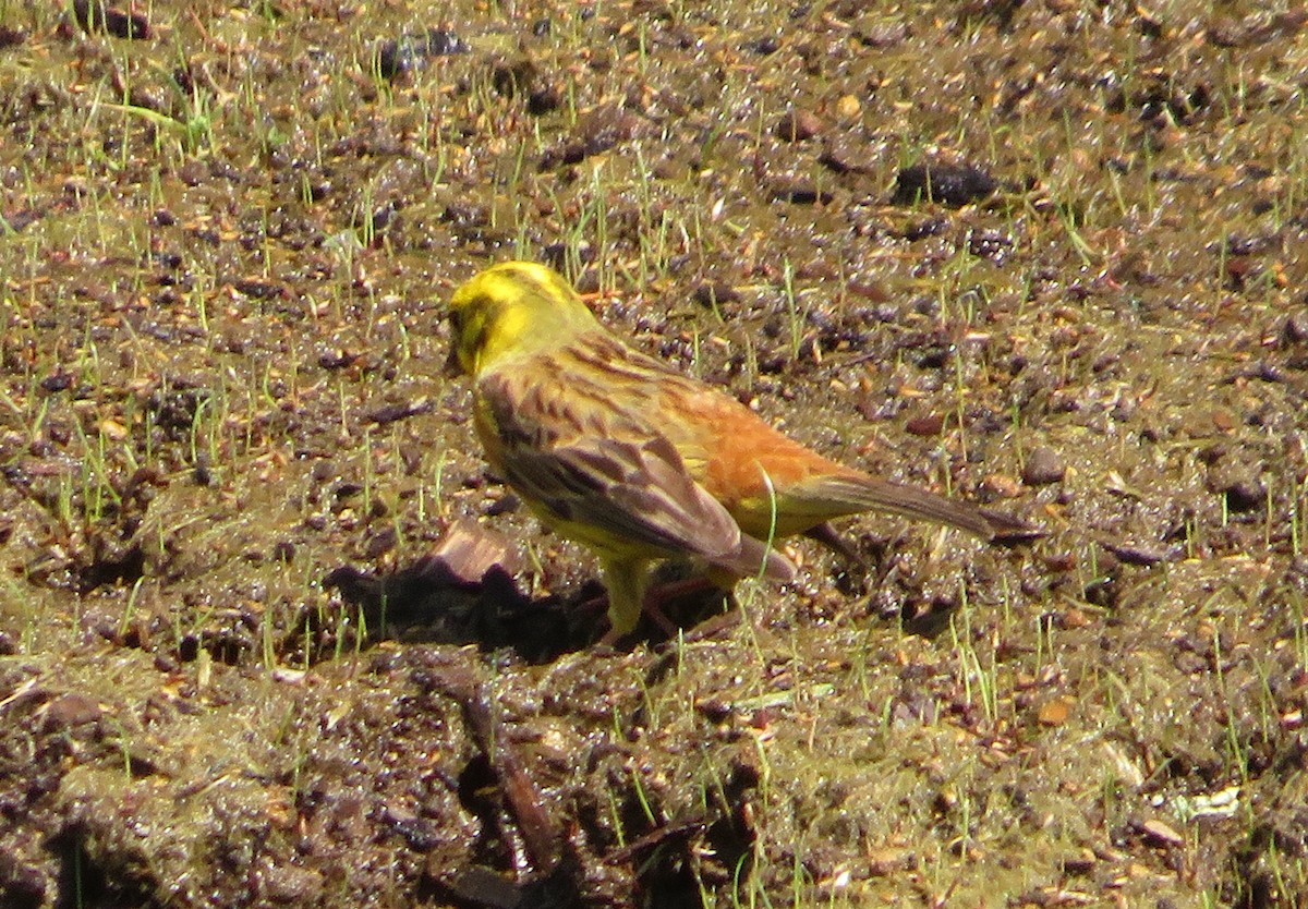 Yellowhammer - ML646652885