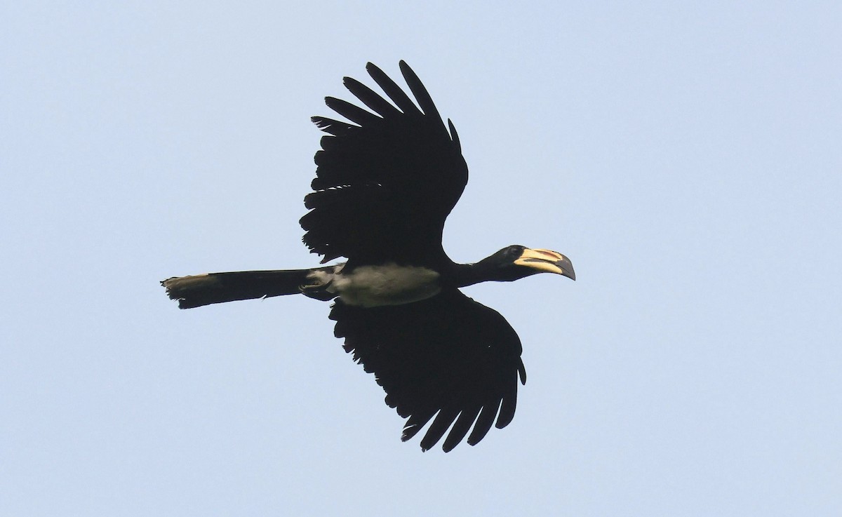 West African Pied Hornbill - ML646652893