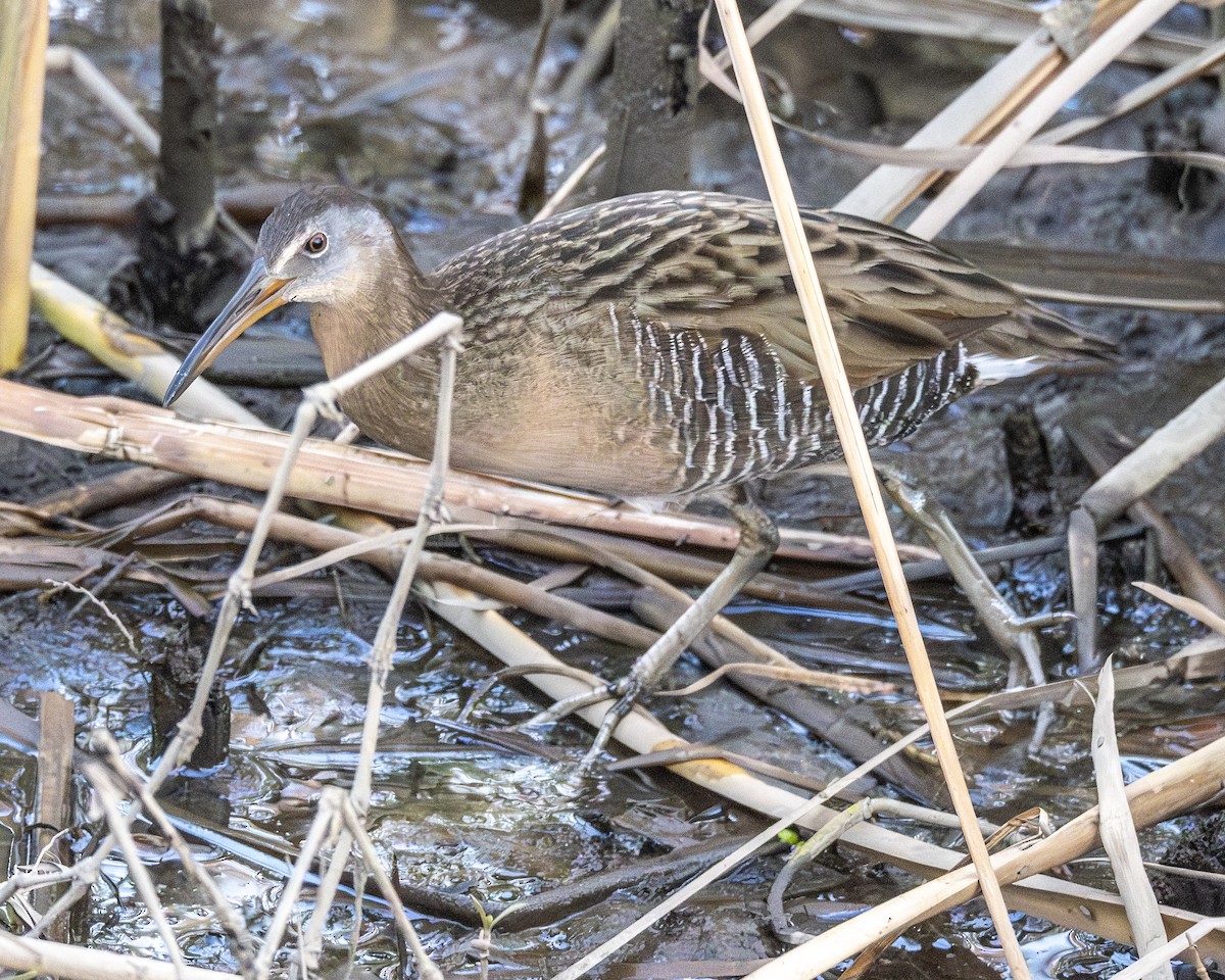 King Rail - ML646652895