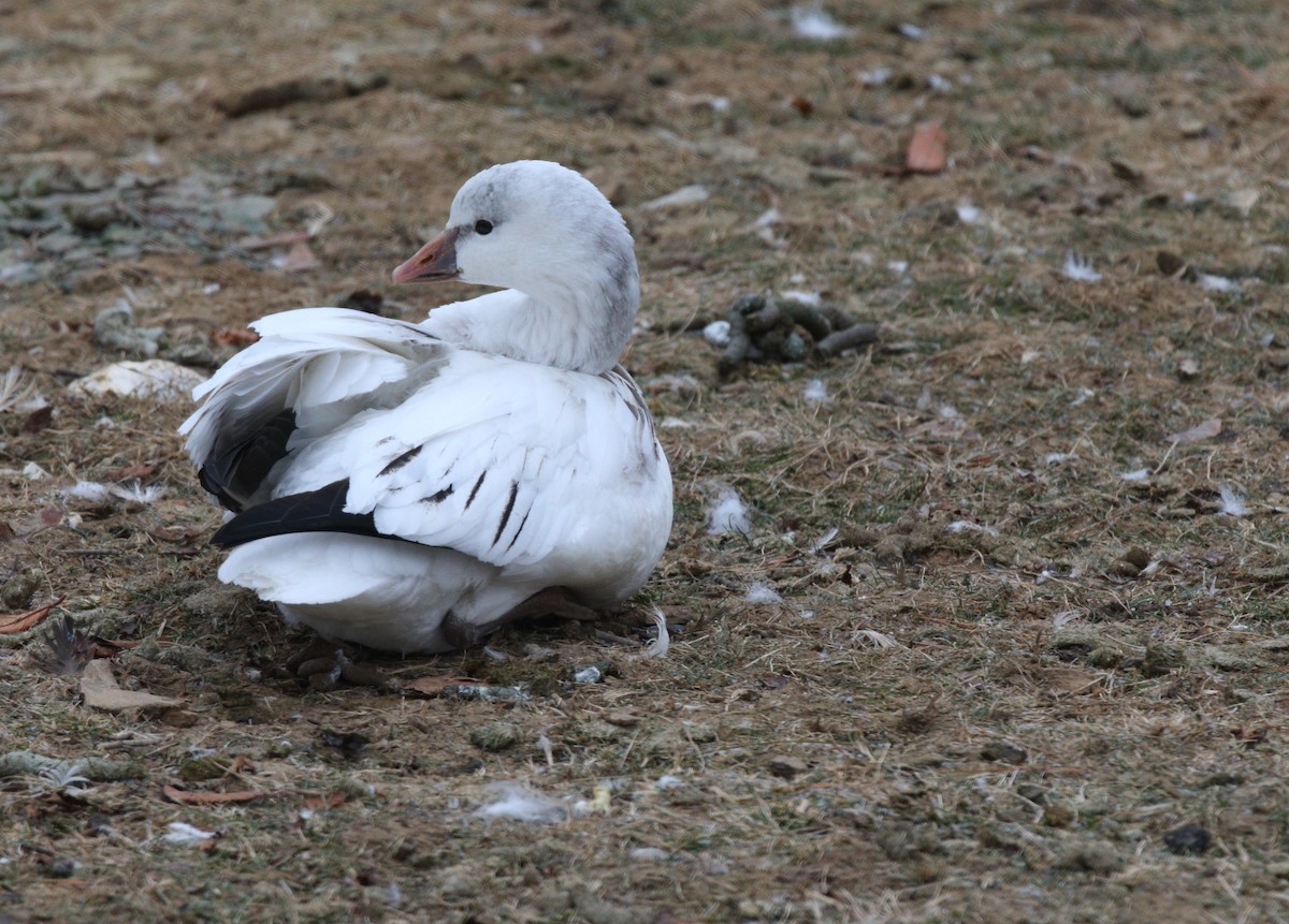 Ross's Goose - ML646652898