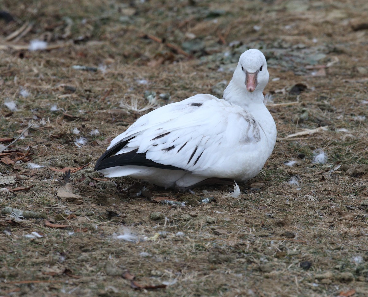 Ross's Goose - ML646652899