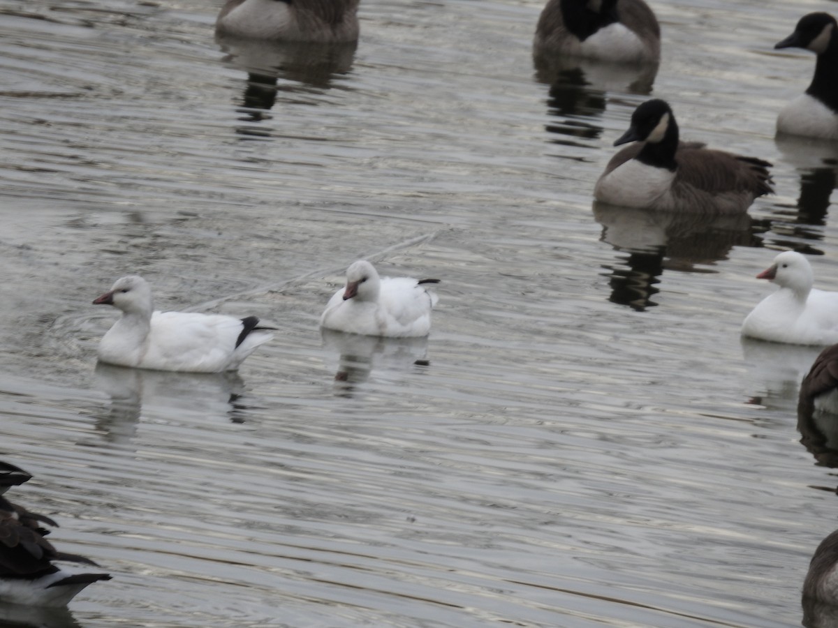 Ross's Goose - ML646652901