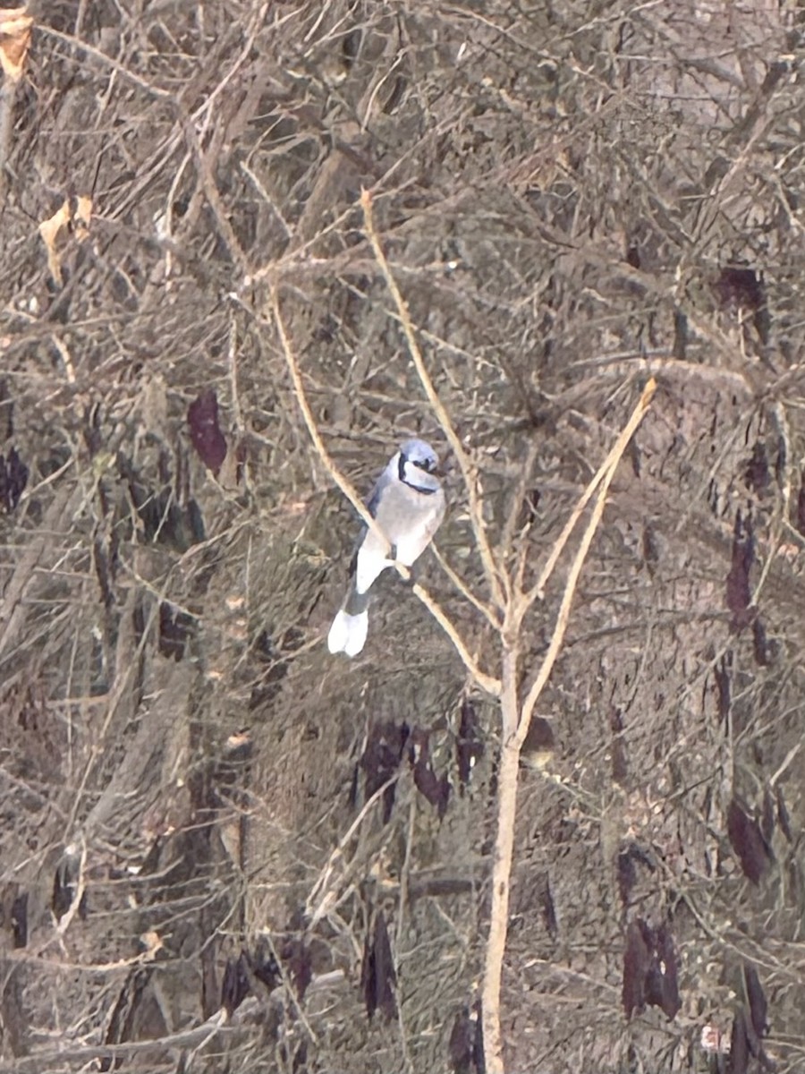 Сизойка блакитна - ML646652903