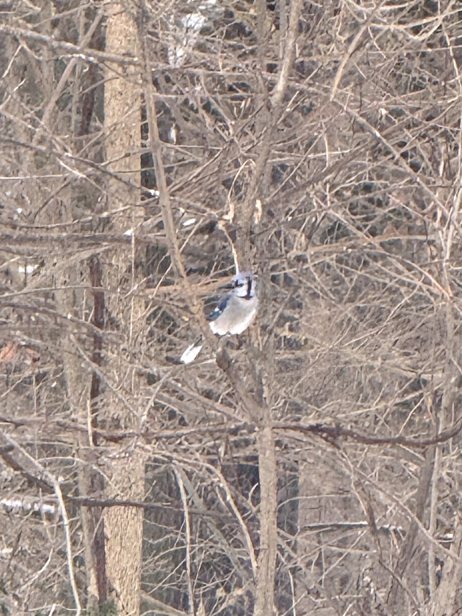 Сизойка блакитна - ML646652904