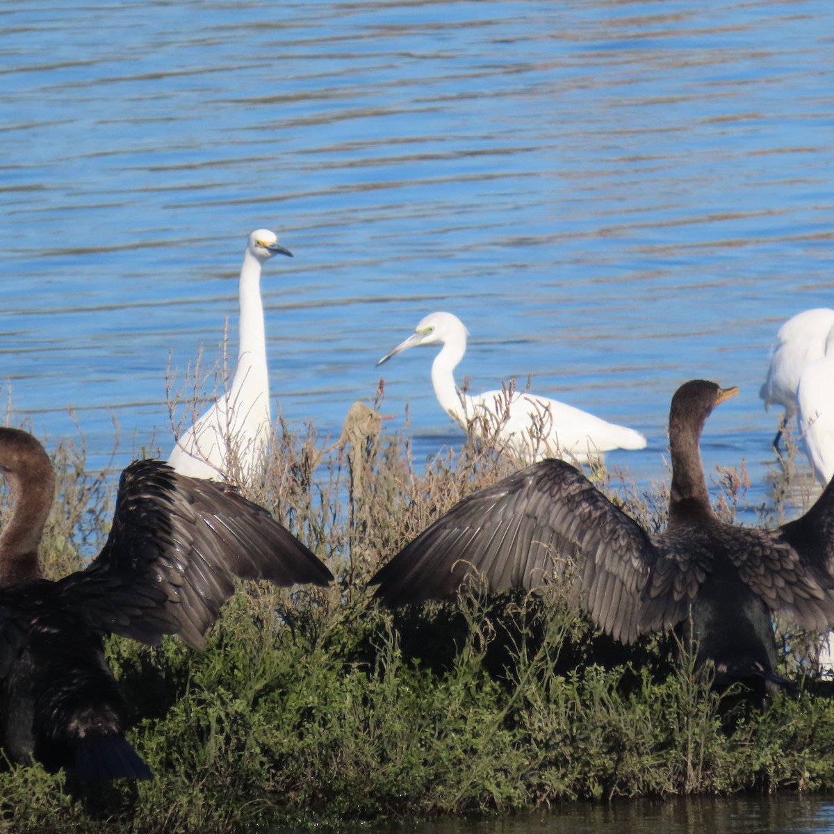Чепура блакитна - ML646652906