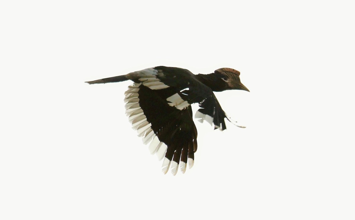 Бурощёкий шлеморог - ML646652911