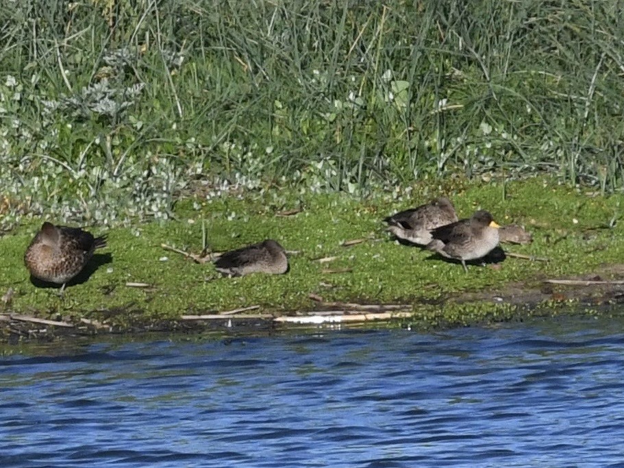 Yellow-billed Teal - ML646652912