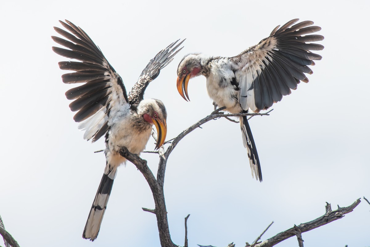 Southern Yellow-billed Hornbill - ML646652913