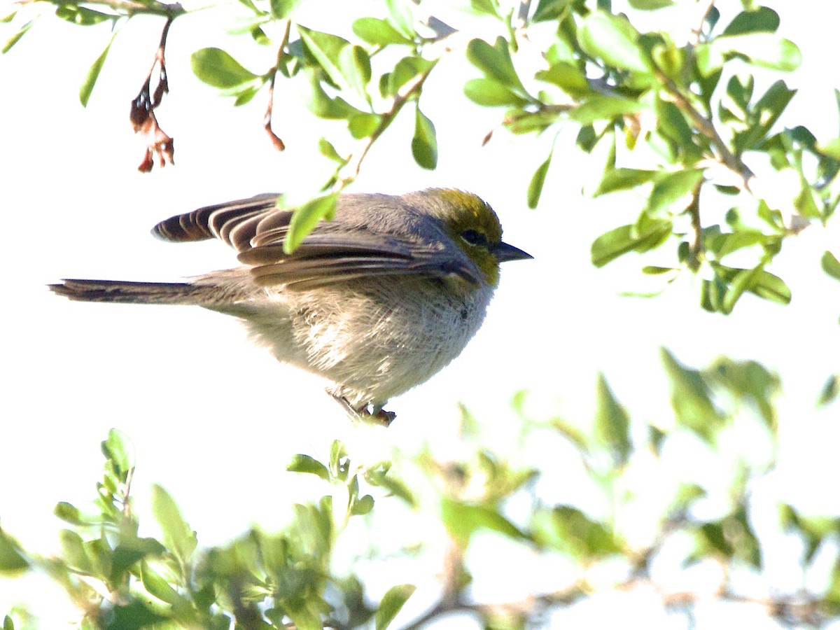 Verdin - ML646652914