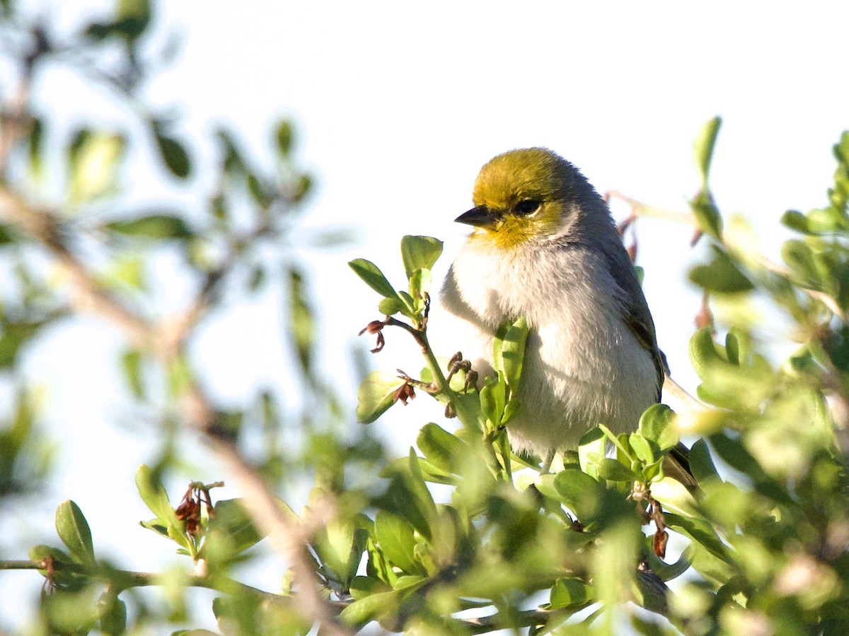 Verdin - ML646652915