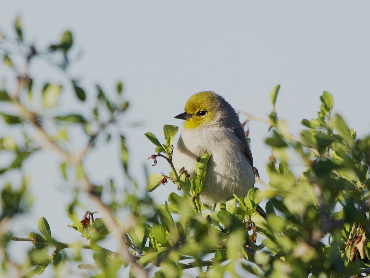 Verdin - ML646652916