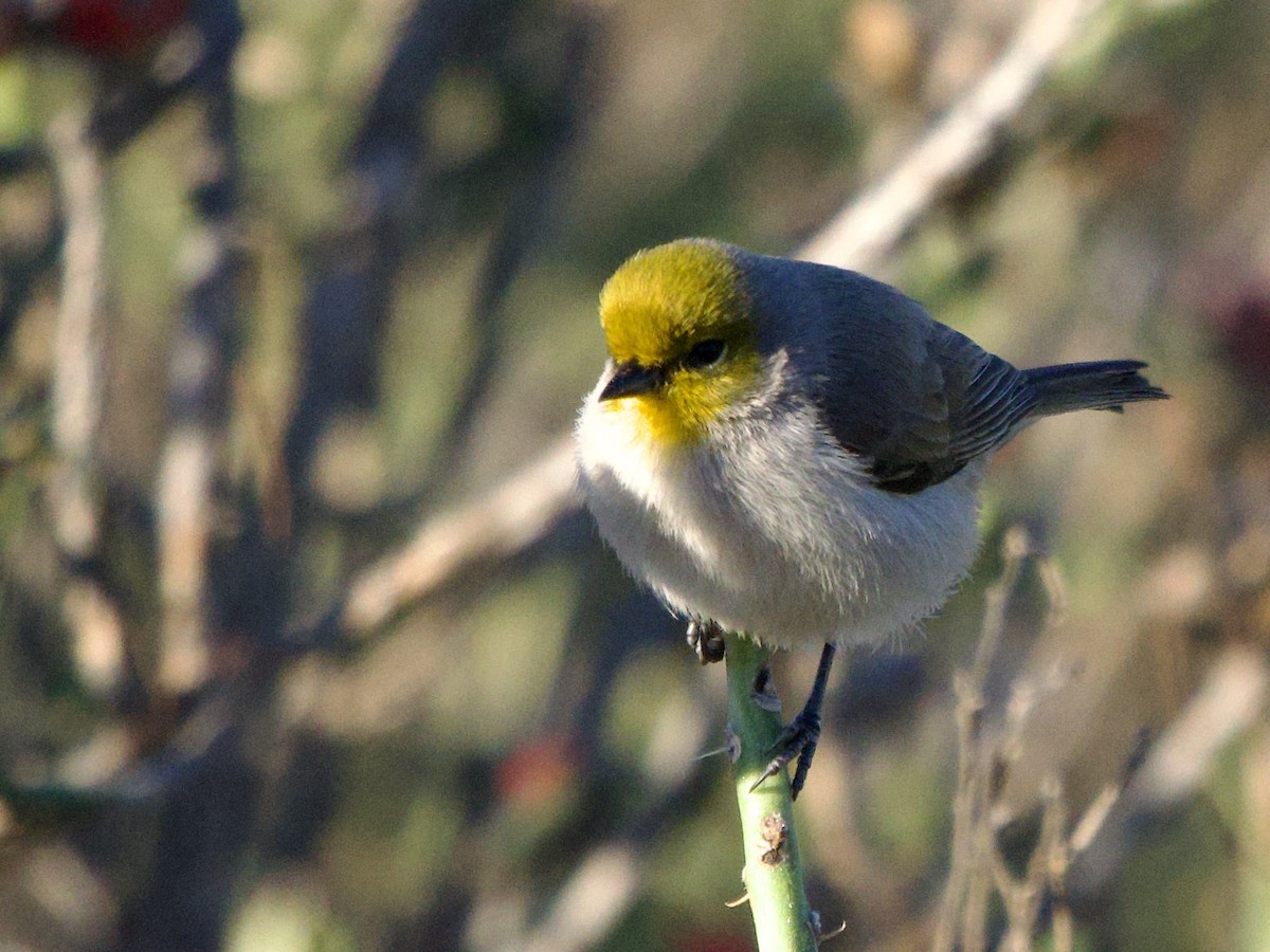 Verdin - ML646652917