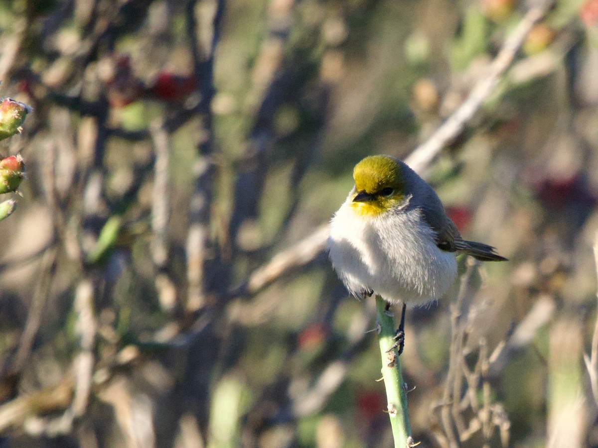 Verdin - ML646652918