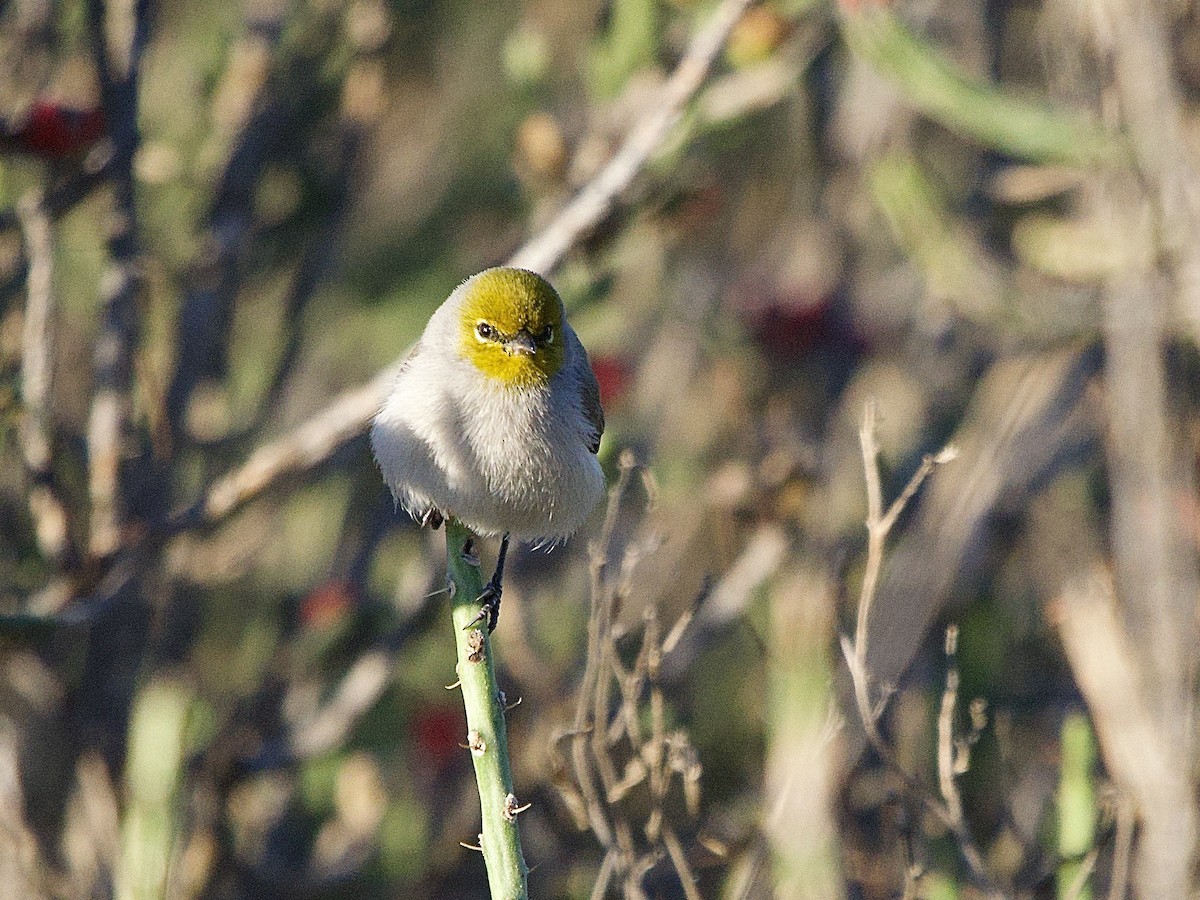 Verdin - ML646652919