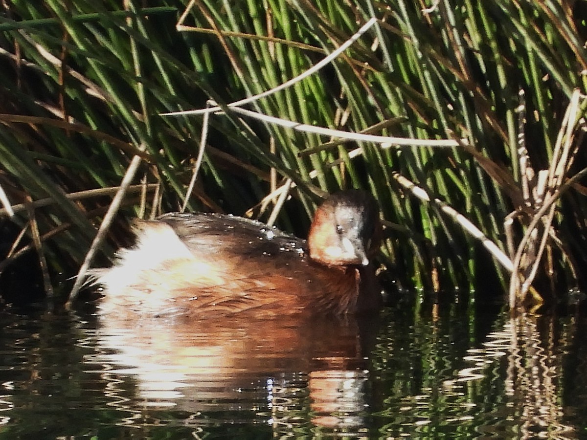 potápka malá - ML646652920