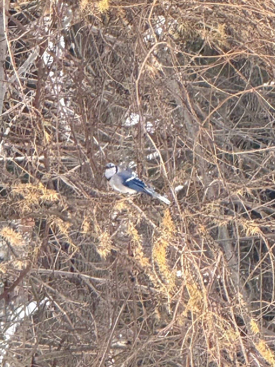 Сизойка блакитна - ML646652921