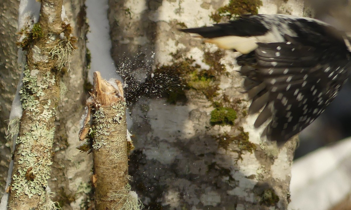 Pic chevelu - ML646652923