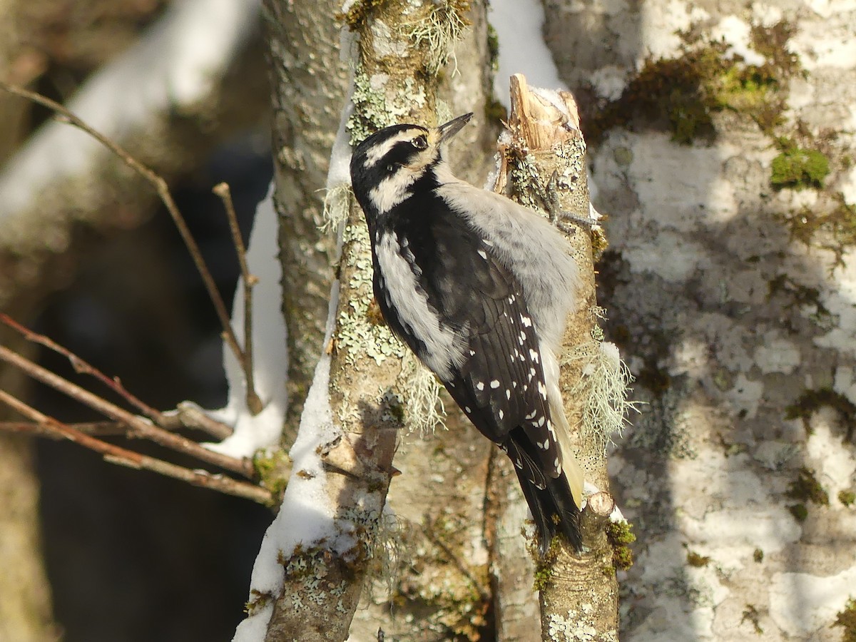 Pic chevelu - ML646652926