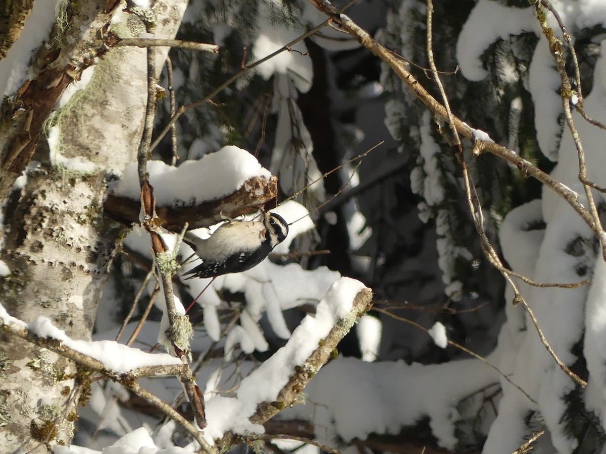 Pic chevelu - ML646652927