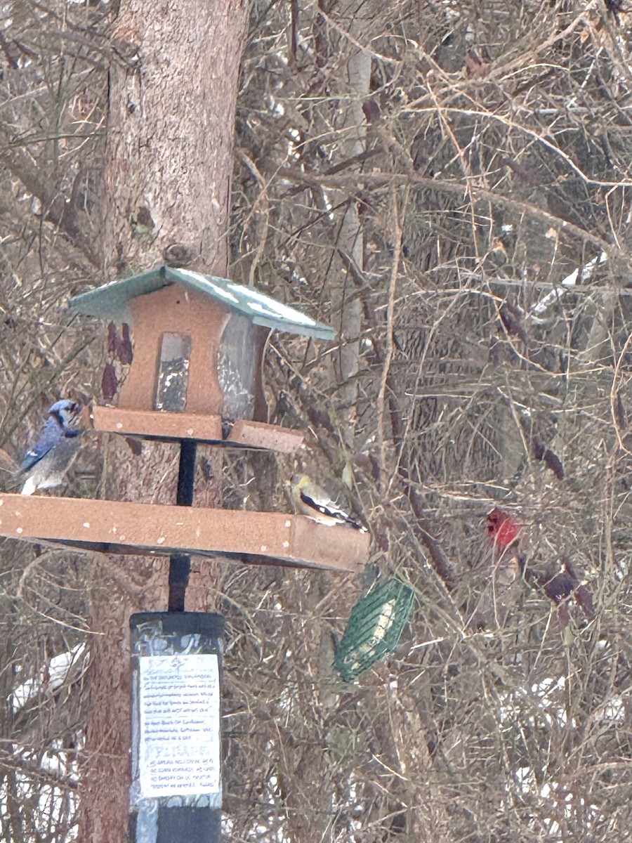 Сизойка блакитна - ML646652928