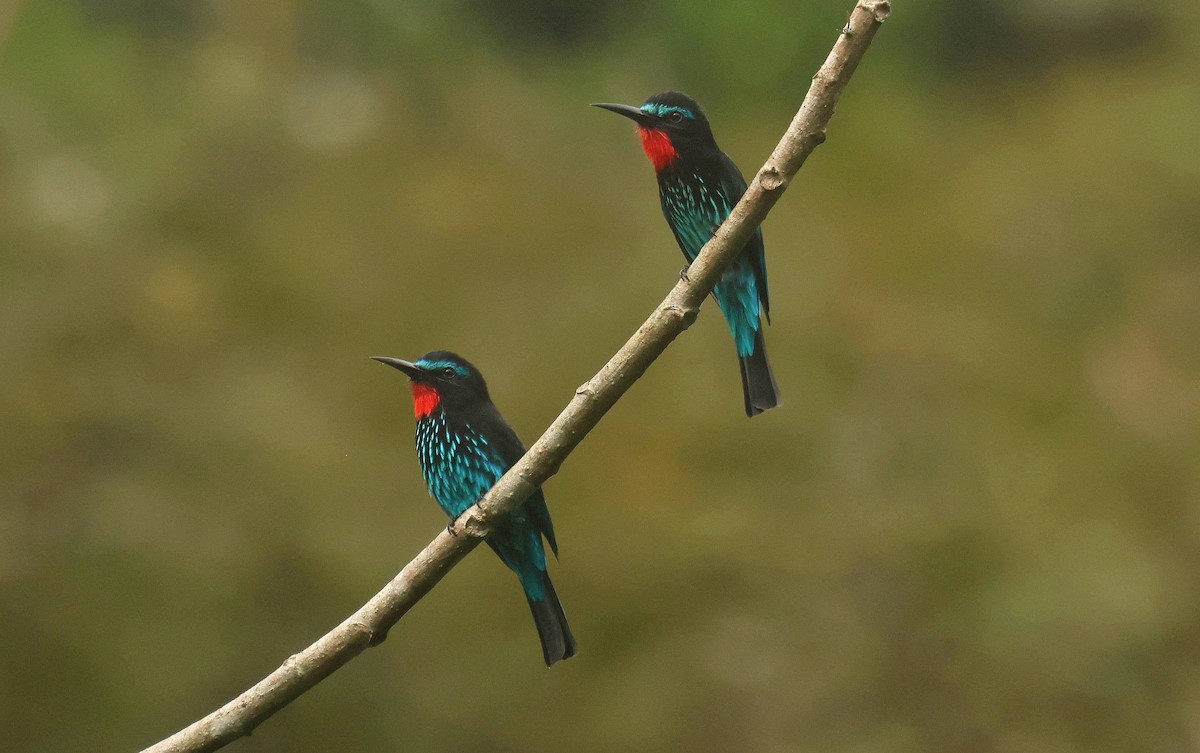 Чёрная щурка - ML646652929