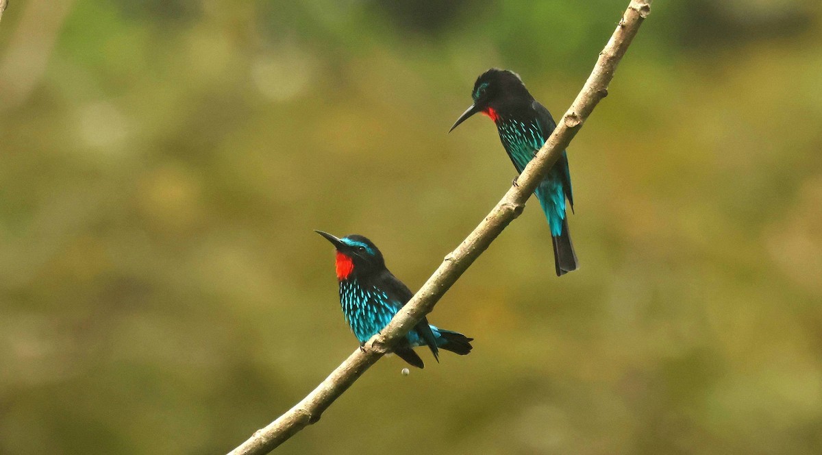 Чёрная щурка - ML646652930