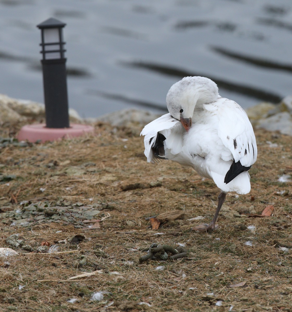 Ross's Goose - ML646652931