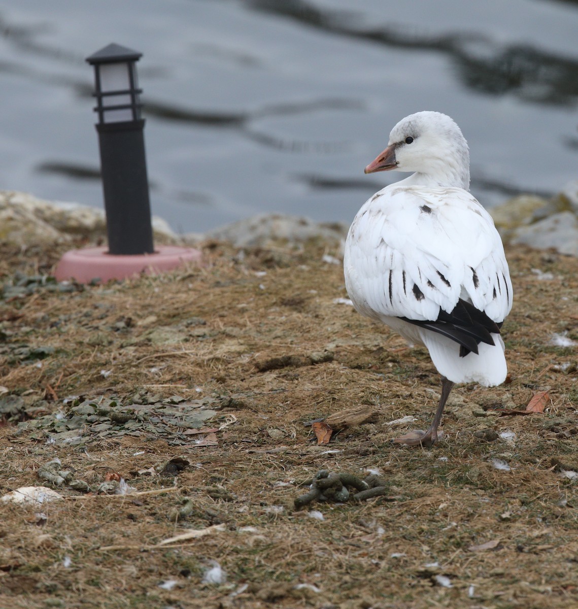 Ross's Goose - ML646652932